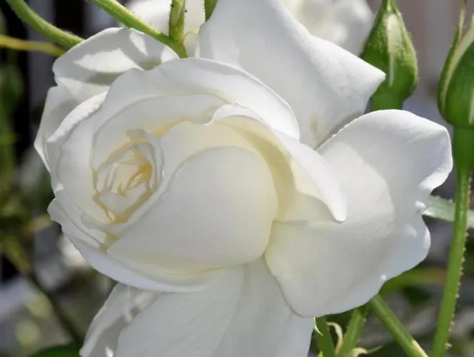 Casa de hóspedes Bilic 3*