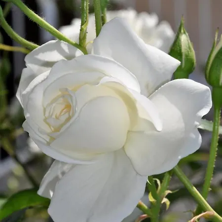 Affittacamere Bilic 3*